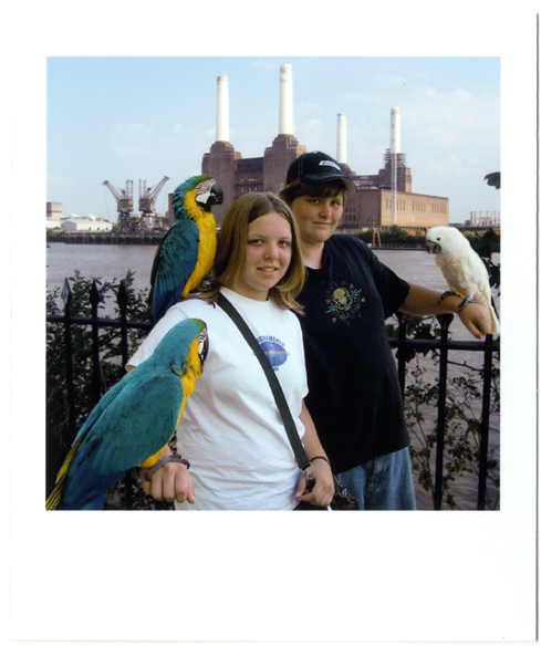 Battersea Parrots